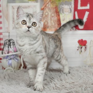 ミヌエット(長足)【茨城県・女の子・2024年1月19日・シルバーパッチドタビー】の写真「元気なお転婆娘🐱　」