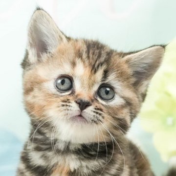 マンチカン(長足)【茨城県・女の子・2024年6月22日・ブラウンタビー】の写真「ご飯も遊ぶのも大好き🌟」