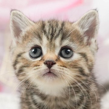 マンチカン(長足)【茨城県・女の子・2024年6月22日・ブラウンタビー】の写真「ご飯も遊ぶのも大好き🌟」