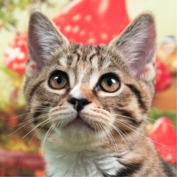 マンチカン(長足)【茨城県・女の子・2023年12月6日・ブラウンパッチドタビー&ホワイト】の写真「お転婆な甘え上手です🐱」