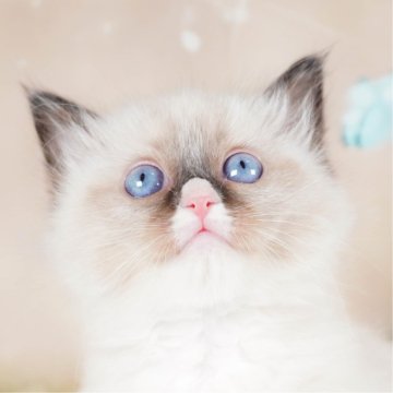 ラグドール【茨城県・女の子・2023年12月19日・シールポイントミテッド】の写真「一緒に遊ぼうにゃ🐾」