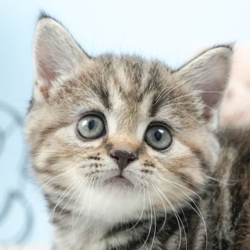 マンチカン(長足)【茨城県・女の子・2024年6月22日・ブラウンタビー】の写真「ご飯も遊ぶのも大好き🌟」
