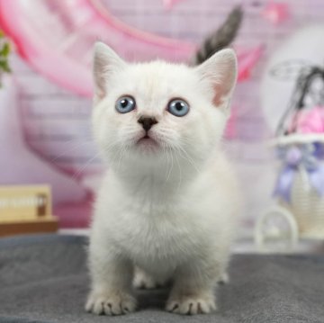 マンチカン(短足)【茨城県・女の子・2024年5月6日・ブルーリンクスポイント】の写真「可愛いを毎日更新中🌟」
