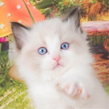 ラグドール【茨城県・男の子・2023年12月19日・シールポイントバイカラー】の写真「注目浴びるの大好き❣」