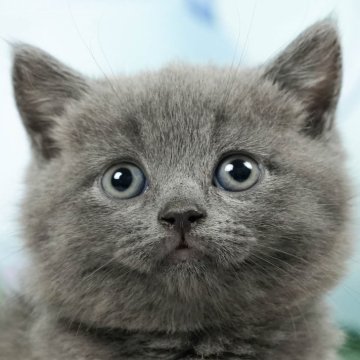 ブリティッシュショートヘア【茨城県・女の子・2024年6月17日・ブルー】の写真「兄妹唯一の女の子🎵」