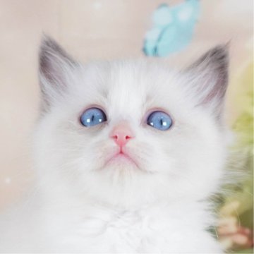 ラグドール【茨城県・女の子・2023年12月19日・ブルーポイントバイカラー】の写真「遊ぶの大好きやんちゃっこ✨」