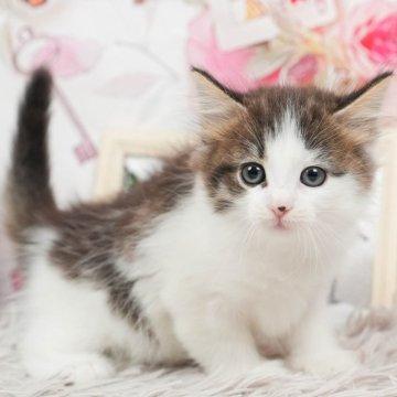 ノルウェージャンフォレストキャット【茨城県・女の子・2024年6月2日・ブラウンタビー&ホワイト】の写真「ごはんも遊ぶのもだいすき🌟」