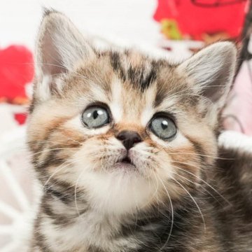 マンチカン(長足)【茨城県・女の子・2024年6月22日・ブラウンタビー】の写真「ご飯も遊ぶのも大好き🌟中足ちゃんです🐈」