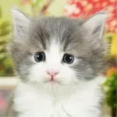 ノルウェージャンフォレストキャット【茨城県・男の子・2024年1月14日・ブルー&ホワイト】の写真1「生後37日時点」