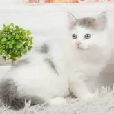 ノルウェージャンフォレストキャット【茨城県・女の子・2024年6月2日・ブルータビー&ホワイト】の写真1「生後47日」