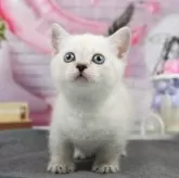 マンチカン(短足)【茨城県・女の子・2024年5月6日・ブルーリンクスポイント】の写真1「生後46日」