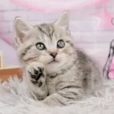 マンチカン(長足)【茨城県・男の子・2024年5月13日・シルバータビー】の写真1「生後46日」