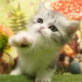 ミヌエット(短足)【茨城県・女の子・2024年2月7日・シルバータビー&ホワイト】の写真2「生後44日」