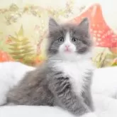 ノルウェージャンフォレストキャット【茨城県・女の子・2024年3月16日・ブルー&ホワイト】の写真2「生後48日」