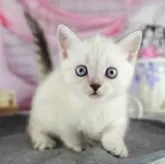 マンチカン(短足)【茨城県・女の子・2024年5月6日・ブルーリンクスポイント】の写真2「生後46日」