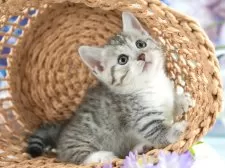 マンチカン(短足)【茨城県・女の子・2025年7月16日・シルバータビー&ホワイト】の写真10「みんなネコちゃん、ワンちゃんが大好きです💕大切にお世話し、ご家族の元に送り出しています☺️」