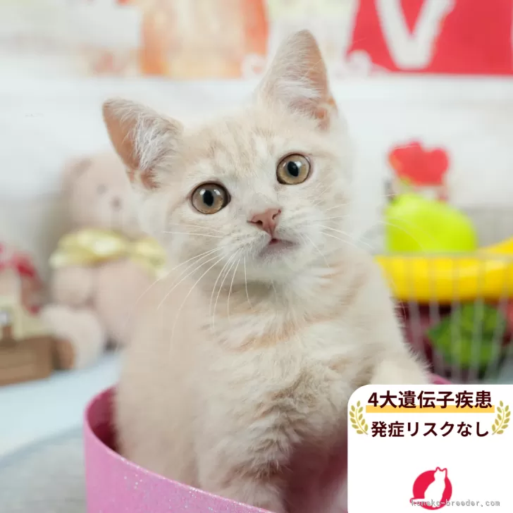 T.H 様のお迎えした子猫