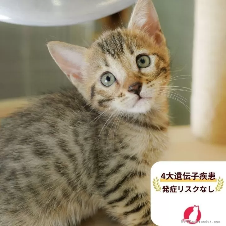 マンチカン(長足)【茨城県・女の子・2025年7月31日・ブラウンタビー】の写真1