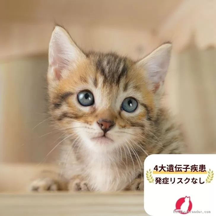 マンチカン(短足)【茨城県・男の子・2025年7月31日・ブラウンタビー】の写真1「😸全頭総額表示(接種済ワクチン代・マイクロチップ代・健康診断料込)」