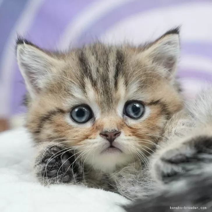 M.A 様のお迎えした子猫