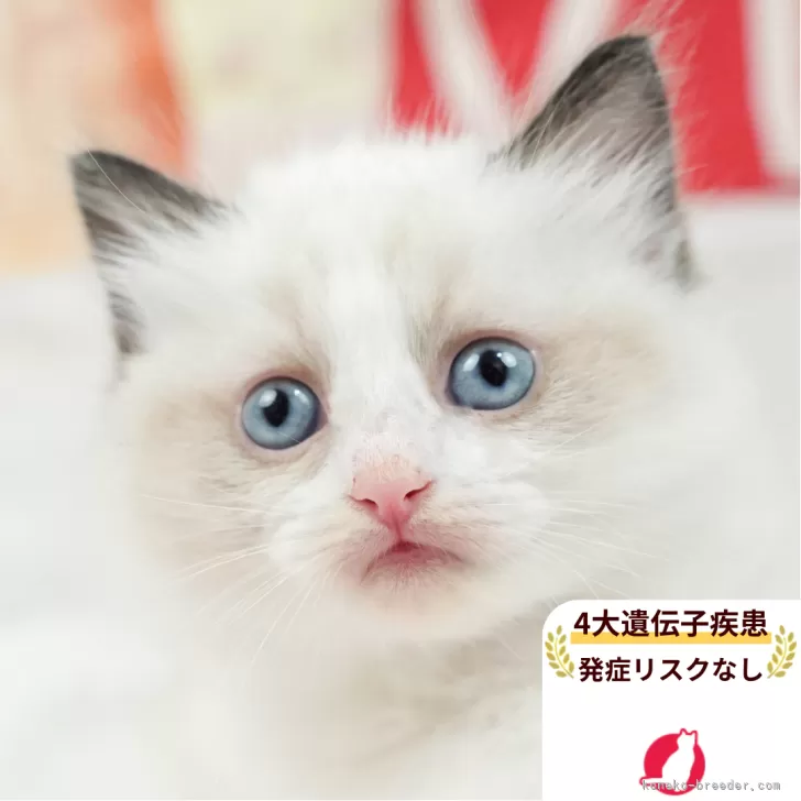 ラグドール【茨城県・男の子・2025年5月8日・ブルーポイントバイカラー】の写真1「😸全頭総額表示(接種済ワクチン代・マイクロチップ代・健康診断料込)」