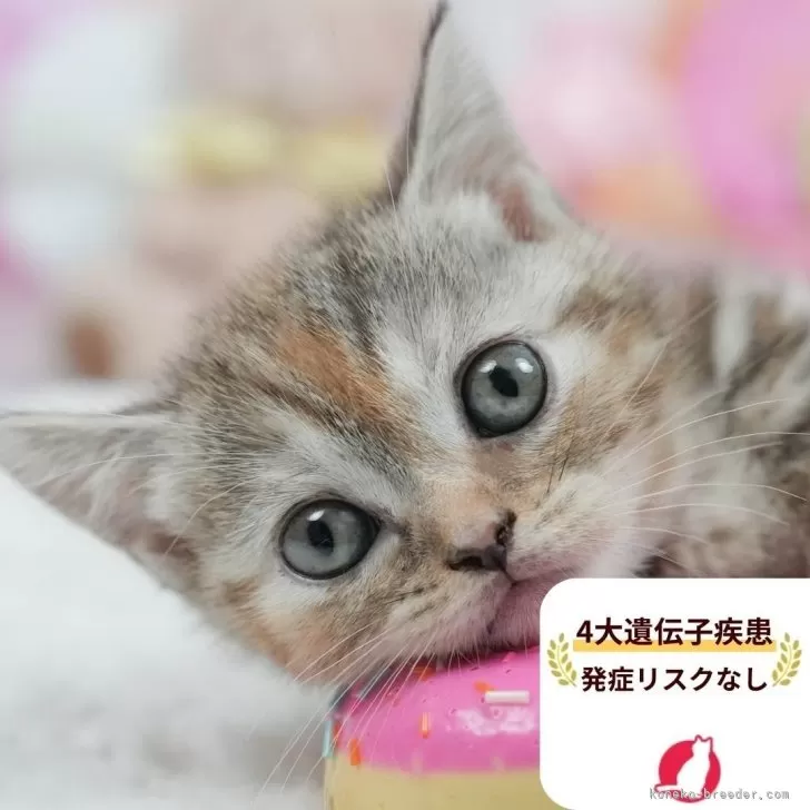 ID：2508-02884の子猫