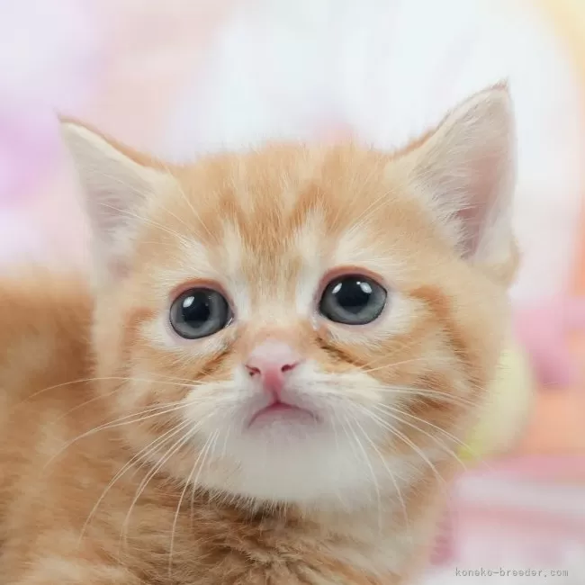 マンチカン(短足)【茨城県・男の子・2025年7月1日・レッドタビー】の写真1「😸全頭総額表示(接種済ワクチン代・マイクロチップ代・健康診断料込)」