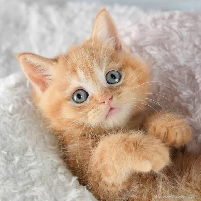 ID：2510-00850の子猫