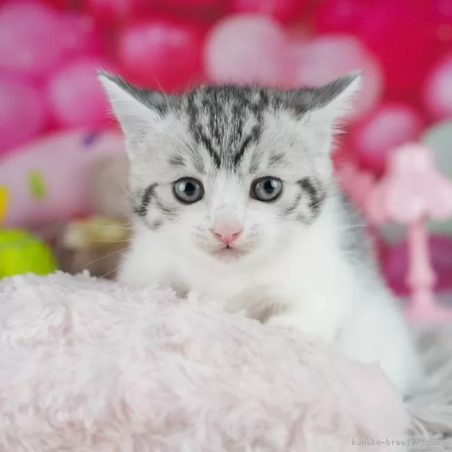 M.M 様のお迎えした子猫