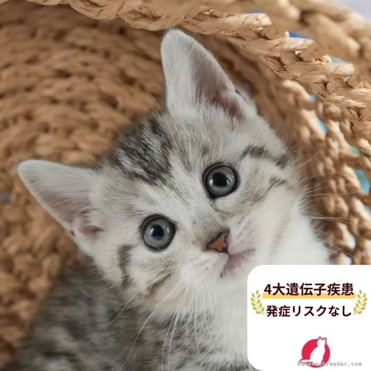 マンチカン(短足)【茨城県・女の子・2025年7月16日・シルバータビー&amp;ホワイト】の写真1「😸全頭総額表示(接種済ワクチン代・マイクロチップ代・健康診断料込)」