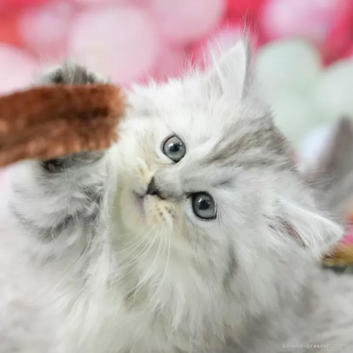 ID:2507-00283の子猫