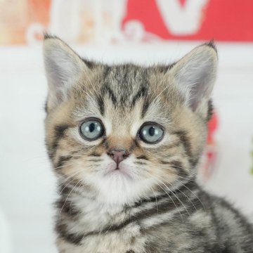 マンチカン(長足)【茨城県・女の子・2025年7月1日・ブラウンタビー】の写真「4大遺伝子疾患リスクなし🐱」
