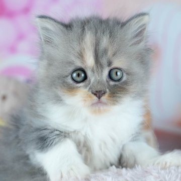 サイベリアン【茨城県・女の子・2025年10月5日・ブルークリーム&ホワイト】の写真「【4大遺伝子疾患】発病リスク無し!!😊」