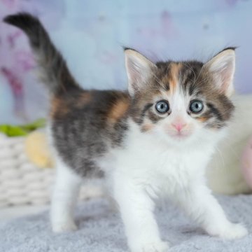 ノルウェージャンフォレストキャット【茨城県・女の子・2025年9月28日・キャリコ】の写真「【4大遺伝子疾患】発病リスク無し!!😊」