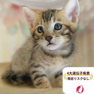 マンチカン(長足)【茨城県・男の子・2025年7月31日・ブラウンタビー】の写真「4大遺伝子疾患リスクなし🐱」