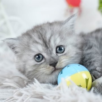 マンチカン(長足)【茨城県・女の子・2025年6月29日・シルバータビー】の写真「4大遺伝子疾患リスクなし🐱」