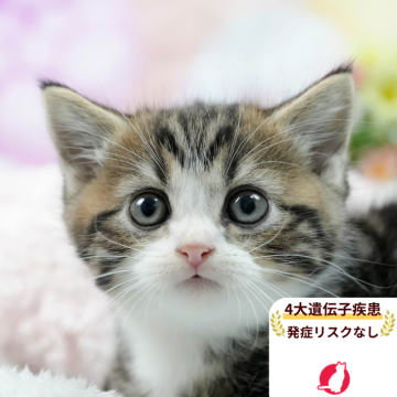 マンチカン(長足)【茨城県・男の子・2025年6月12日・ブラウンタビー&ホワイト】の写真「5大遺伝子疾患リスクなし🐱」