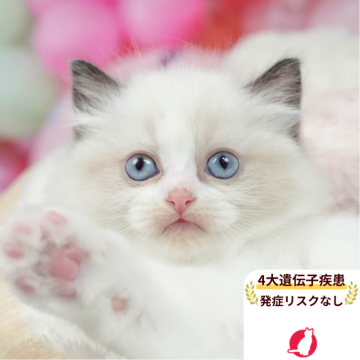 ラグドール【茨城県・男の子・2025年5月8日・ブルーポイントバイカラー】の写真「僕に会いに来てくれにゃ🐾」