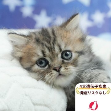 ミヌエット(長足)【茨城県・男の子・2025年6月20日・シルバーパッチドタビー&ホワイト】の写真「4大遺伝子疾患リスクなし🐱」