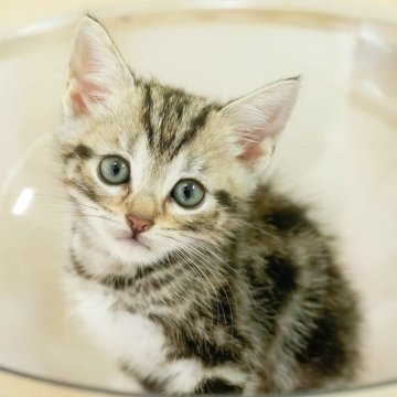 マンチカン(長足)【茨城県・男の子・2025年9月10日・シルバータビー】の写真「【4大遺伝子疾患】発病リスク無し!!😊」