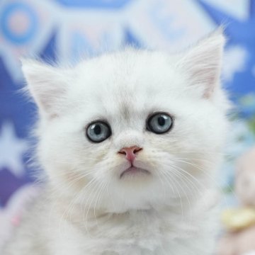ミヌエット(長足)【茨城県・男の子・2025年7月6日・チンチラシルバー】の写真「4大遺伝子疾患リスクなし🐱」