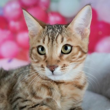 マンチカン(長足)【茨城県・男の子・2025年7月31日・ブラウンタビー】の写真「4大遺伝子疾患リスクなし🐱」