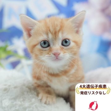 マンチカン(短足)【茨城県・男の子・2025年7月1日・レッドタビー】の写真「4大遺伝子疾患リスクなし🐱」