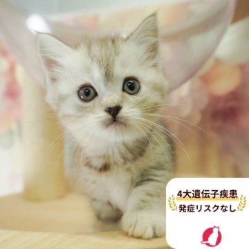 ミヌエット(長足)【茨城県・女の子・2025年7月24日・シルバーパッチドタビー】の写真「4大遺伝子疾患リスクなし🐱」