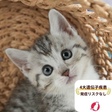 マンチカン(短足)【茨城県・女の子・2025年7月16日・シルバータビー&ホワイト】の写真「4大遺伝子疾患リスクなし🐱」
