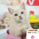マンチカン(長足)