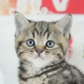 マンチカン(長足)【茨城県・女の子・2025年7月1日・ブラウンタビー】の写真1「😸全頭総額表示(接種済ワクチン代・マイクロチップ代・健康診断料込)」