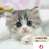ミヌエット(長足)