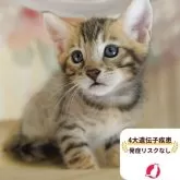 マンチカン(長足)【茨城県・男の子・2025年7月31日・ブラウンタビー】の写真1「😸全頭総額表示(接種済ワクチン代・マイクロチップ代・健康診断料込)」