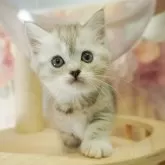 ミヌエット(長足)